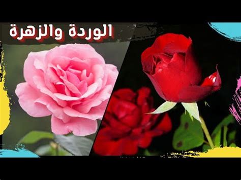 الفرق بين الزهرة والوردة
